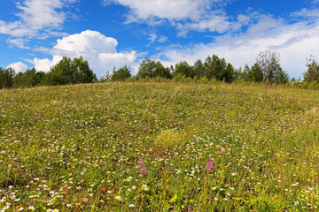 Wall Mural -  Summer flowering meadow and forest edge.