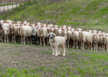 Shepherd Dog Guarding The Sheep Flock