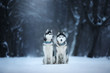 two dogs Siberian Husky sit outdoors, obedient and atmospheric