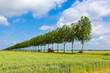 © misign - A tractor driving along a straight line with trees.