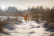 © Anna Averianova - Redhead dog at sunset in winter, Christmas mood