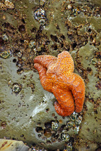 Orange Starfish  Exposed By Low Tides