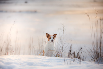 Wall Mural - active dog Jack Russell terrier outdoors in winter