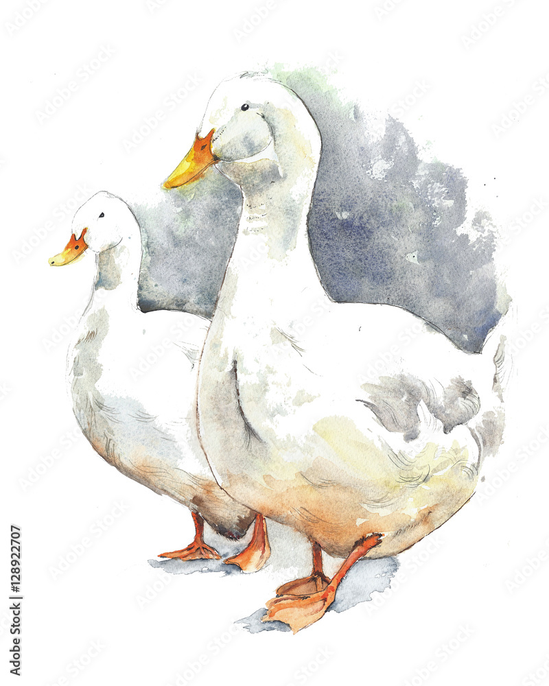 Goose Geese Walking Farm Animals Pets Watercolor Painting