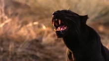 A Black Leopard, Aka Panther, Growls Ferociously.