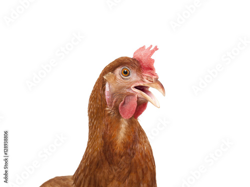Zdjęcie XXL bliska kurczak głowy zabawne działanie na białym tle