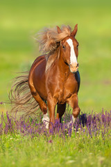 Wall Mural - red horse with long mane run gallop in flowers