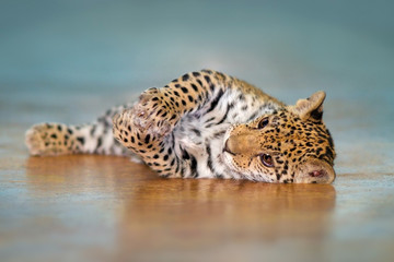 Beautiful baby jaguar lay