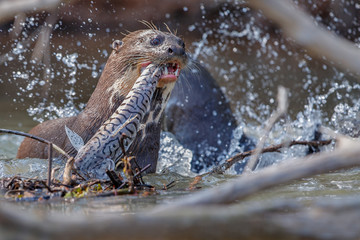 Giant river otter in the nature habitat, wild brasil, brasilian wildlife, pantanal, watter animal, very inteligent creature, fishing, fish