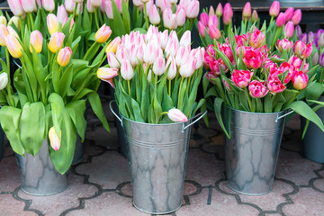 Sticker - Tulips in the buckets