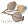 dried poppy head vector
