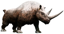 Woolly Rhinoceros From The Pleistocene Era 3D Illustration
