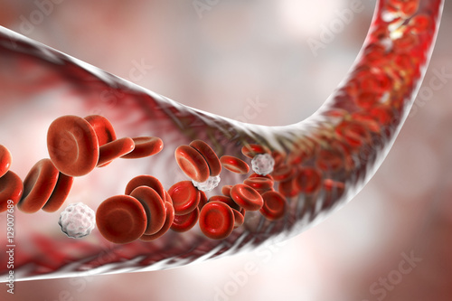 Fotomural Blood vessel with flowing erythrocytes and leukocytes