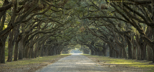 avenue of oaks in american south
