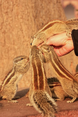 Wall Mural - Tourist feeding Indian palm squirrels in Agra Fort, Uttar Prades