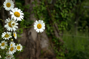 white daisy flowers closeup