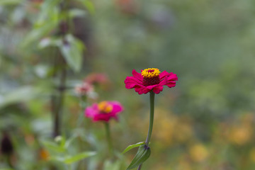 Beautiful pink and yellow flower