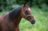 Fototapeta Konie - Beautiful portrait of a horse in a field