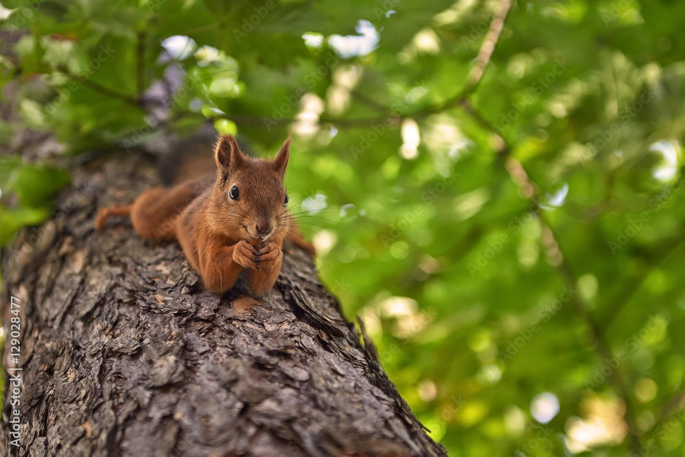 The funny squirrel on the tree.  - obrazy, fototapety, plakaty 