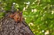 The funny squirrel on the tree. 