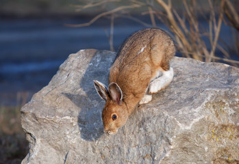 Wall Mural - Snowshoe hare (Lepus americanus) jumping off a rock in spring