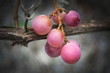 Weintrauben rosarot