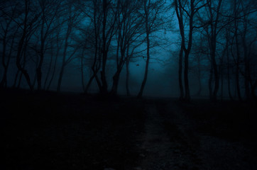 Wall Mural - foggy forest at night