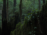 Fototapeta Natura - Moss and Ivy Growing Over Tree Stump in the Forest