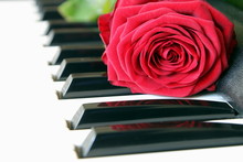 Red Rose On Piano Keyboard. Love Song Concept, Romantic Music