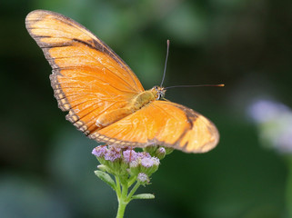 Sticker - Julia Heliconian Butterfly - Dryas iulia