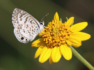 Sticker - Cassius Blue Butterfly