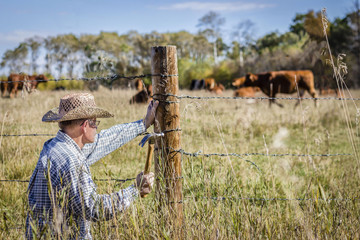  horizontal image in a rural setting of a farmer crouched down to fix his barb wire fence with cows grazing in the background on a warm summer day