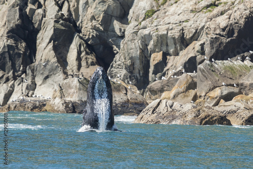 Breaching humpback whale in Kenai Fjords National Park, Alaska. Canvas Print