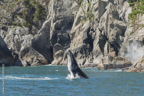 Breaching humpback whale in Kenai Fjords National Park, Alaska. Canvas Print