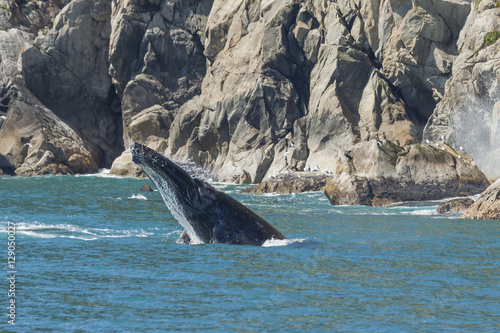 Photo Breaching humpback whale in Kenai Fjords National Park, Alaska.
