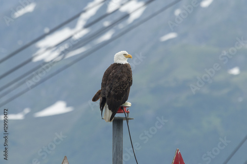 Bald eagle perched at the entrance to Seward harbor in Alaska. Obraz na płótnie