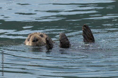 Poster Sea otter sinking out of sight as our boat passes by in Kenai Fj