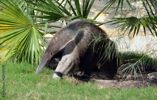 Fotografija  Anteater eating/Gray and black giant anteater walking in grass