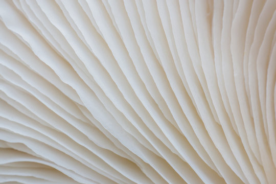 abstract background macro image of mushroom, sajor-caju mushroom