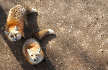 Two Red Foxes