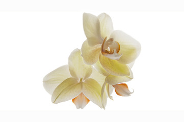 White Orchid close-up on a white background