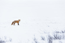 Red Fox On The Hunt In Snow Covered Winter Wonderland Landscape
