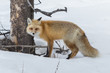 © mtnmichelle - Red fox checking out his audience in Yellowstone National Park,