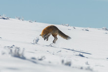 Red Fox Pouncing On Prey In Yellowstone National Park, Wyoming