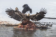 Immature bald eagles on an elk carcass in the Madison River, Yel