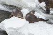 River otters feeding on trout in the Yellowstone River, Yellowst