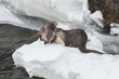 River otters feeding on trout in the Yellowstone River, Yellowst