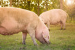 Pigs eating on the farm. Pig farm. Husbandry. Cattle grazing. Pork,food.