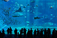 Aquarium In Okinawa City, Japan
