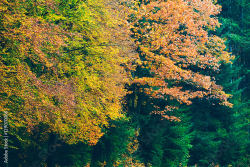 Juliste Colorful autumn leaves against green pine trees.